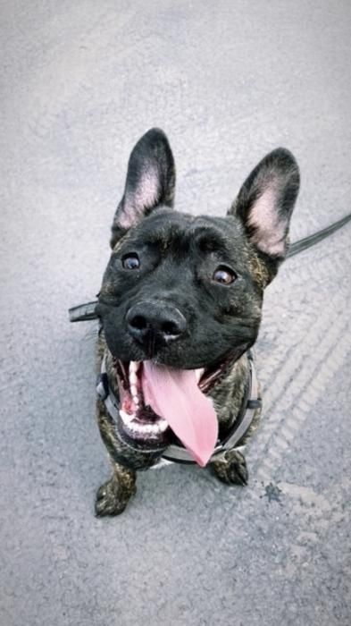 Photo de Ryuk, Bouledogue fran�ais crois� Berger Belge Malinois
