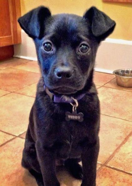 Photo de Teddy, Berger australien crois� Bouledogue fran�ais