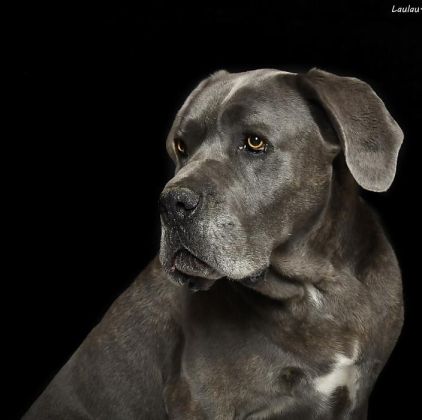 Photo de Marley, Cane Corso pure race