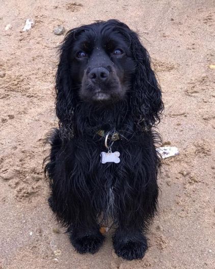 Photo de Nesko, Cocker Am�ricain crois� Cavalier King Charles