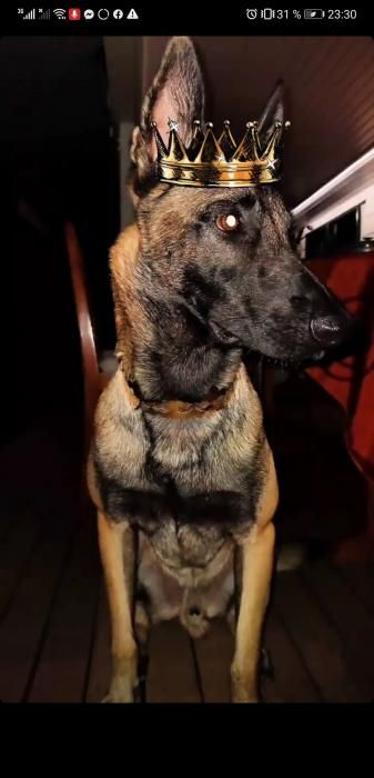 Photo de P�gase, Berger Belge Malinois pure race