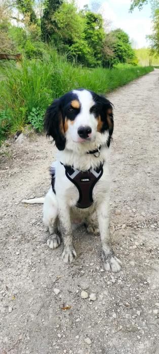 Photo de Loki, Border Collie crois� Epagneul breton