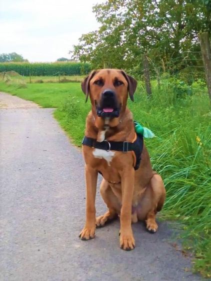 Photo de Sam, Cane Corso crois� Bouvier bernois