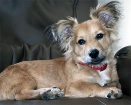 Photo de Bino, Welsh Corgi Pembroke crois� Papillon