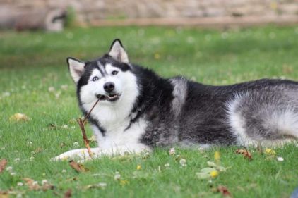 Photo de Cheyenne, Husky pure race