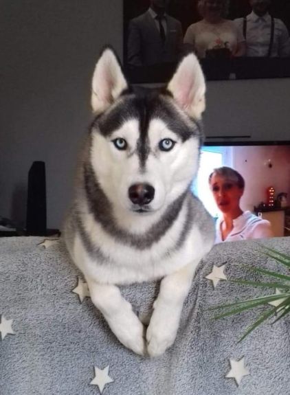 Photo de Kalach, Husky pure race