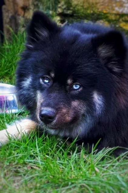 Photo de Ga�a, Akita crois� Husky