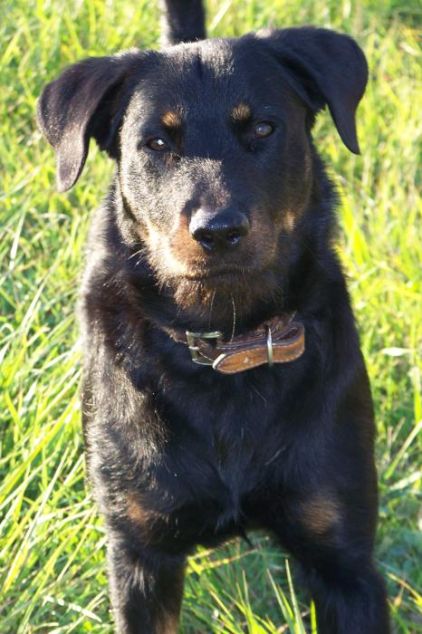 Photo de Bill, Beauceron crois�