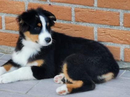 Photo de Stella, Berger australien pure race