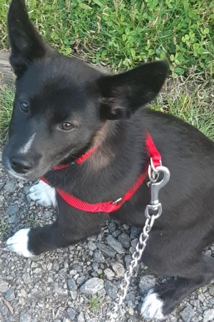 Photo de Srikiki, Shiba Inu crois� Labrador Retriever