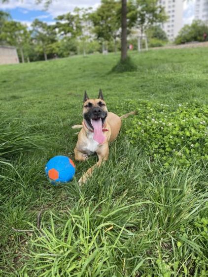Photo de Lilou, American Staffordshire terrier crois� Berger Belge Malinois