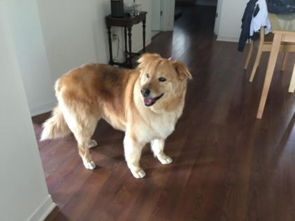 Photo de Mimi, Bouvier bernois crois� Golden Retriever