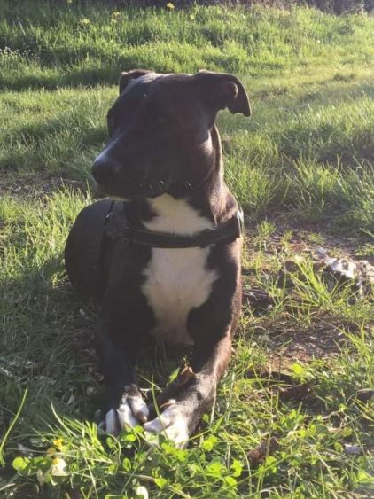 Photo de Pablito, American Staffordshire terrier crois� Border Collie