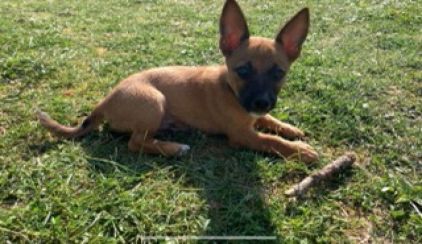 Photo de Fuego, Berger Belge Malinois crois� Pinscher allemand