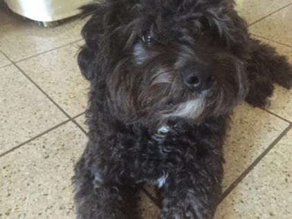 Photo de Mucus, Caniche crois�