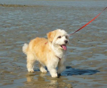 Photo de Mac, Caniche crois� Bichon
