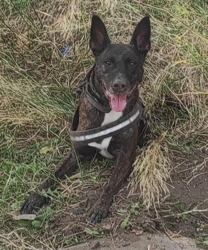 Photo de Tyson, American Staffordshire terrier crois� Berger Belge Malinois