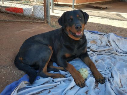 Photo de Poutine, Rottweiler crois� Dobermann