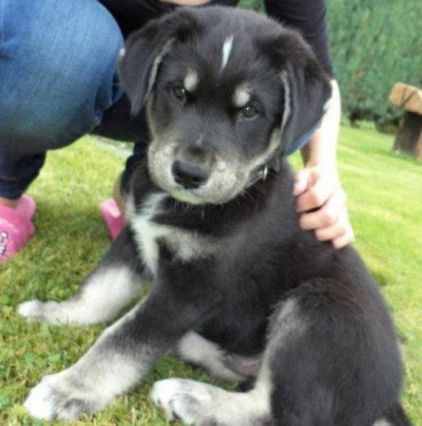 Photo de Diego, Husky crois� Golden Retriever