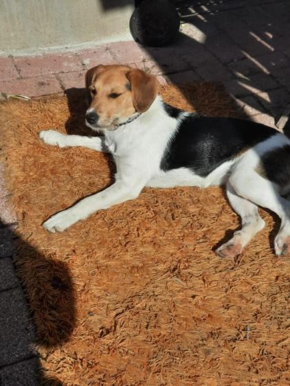 Photo de Choupette, Fox-terrier crois� Jack Russell terrier