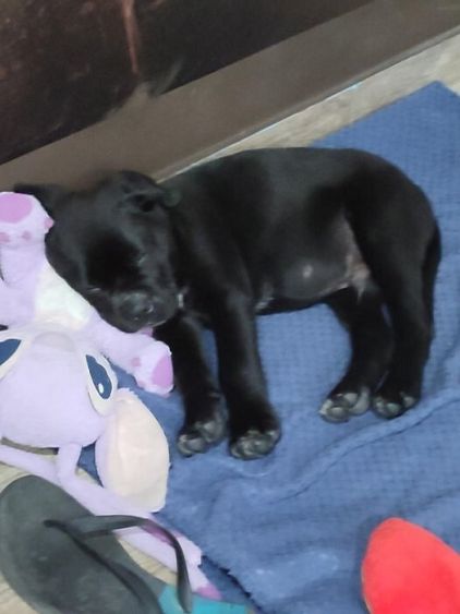 Photo de Sultan, Cane Corso pure race