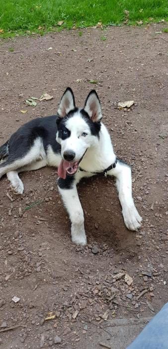 Photo de JacK, Border Collie crois� Husky