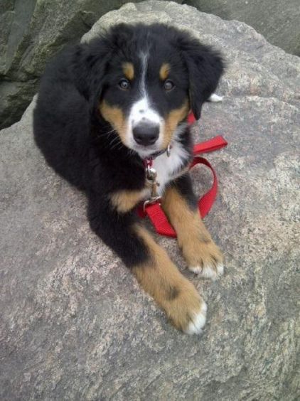 Photo d'Hilo, Bouvier bernois crois� Labrador Retriever