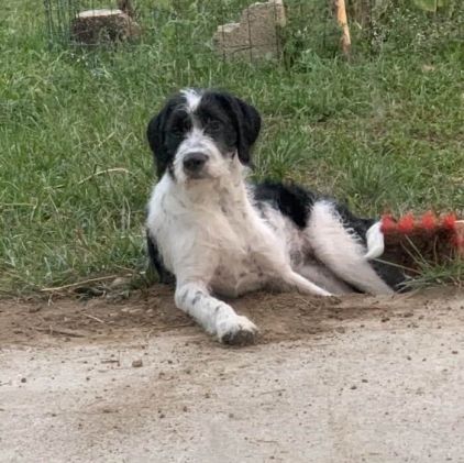 Photo de Skyla, Border Collie crois� Epagneul breton
