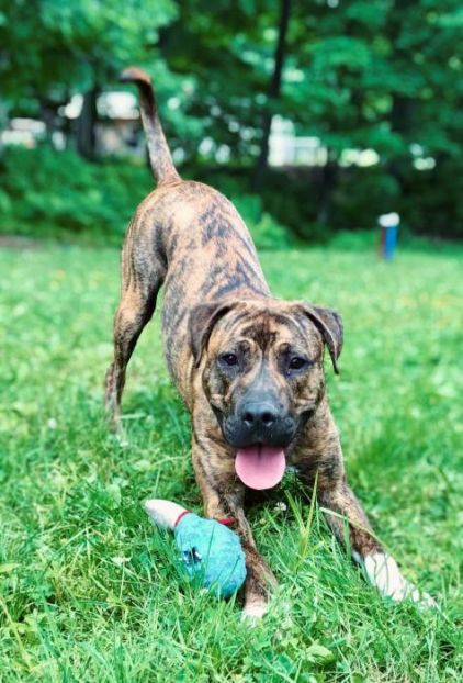 Photo de Rocky, corniaud Labrador Retriever Cane Corso