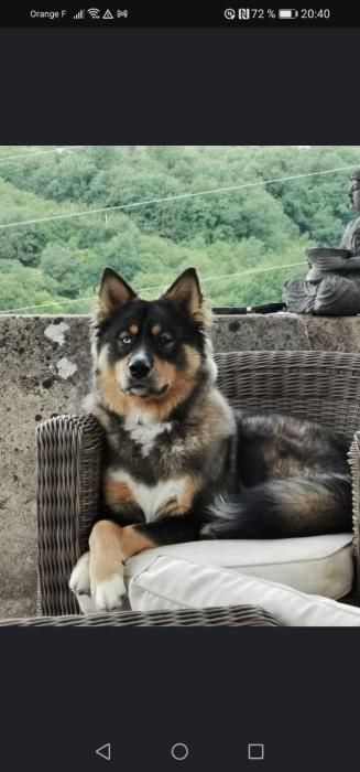 Photo de Ma�ki, Husky crois� Beauceron