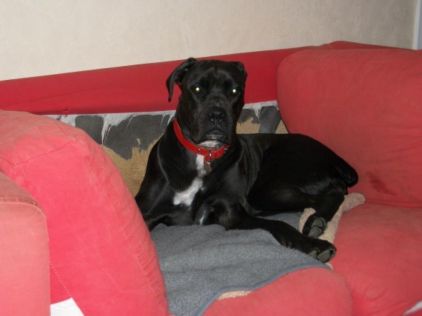 Photo de Flicka, Boxer crois� Dogue argentin