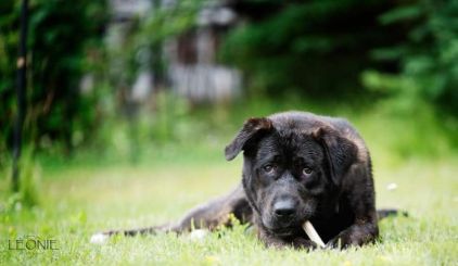 Photo de Titan, Dobermann crois� Shar Pei