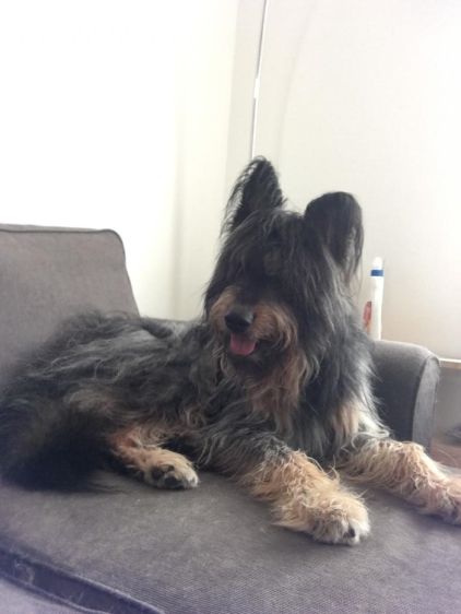 Photo de Mango, Beauceron crois� Berger de Brie (Briard)