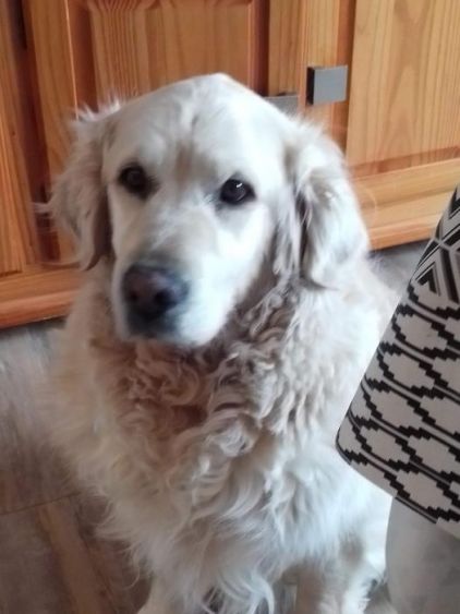 Photo de Tony, Golden Retriever pure race