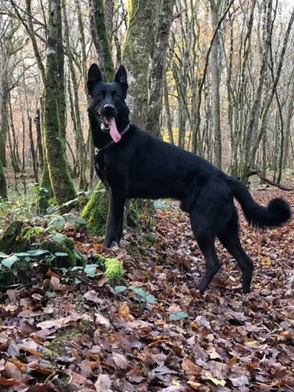 Photo de Bibou, Berger Allemand crois� Beauceron