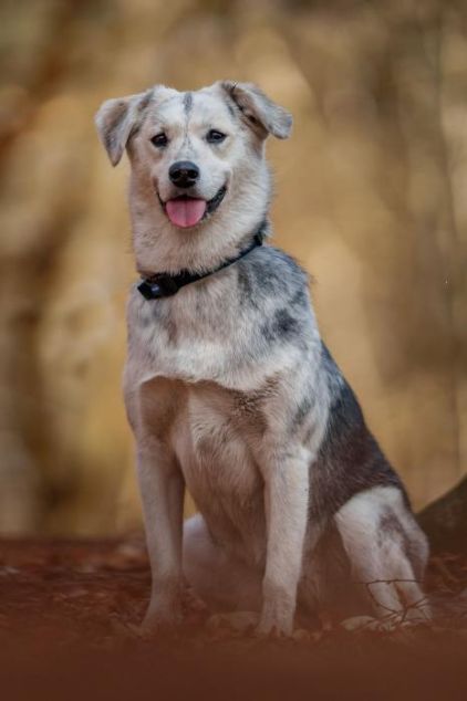 Photo de Pepsi, Labrador Retriever crois� Husky