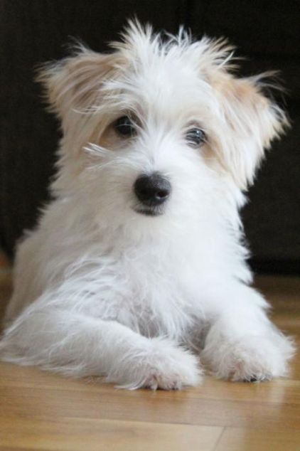 Photo de Bichou, Bichon crois� Yorkshire terrier