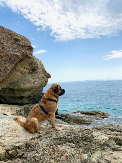 Photo de Woody, Saint-bernard crois� Beauceron