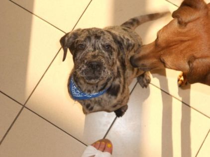 Photo de Tako, Dogue allemand crois� Labrador Retriever