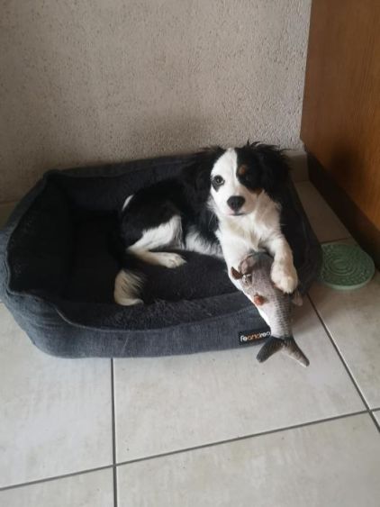 Photo de Neo, Border Collie crois� Cavalier King Charles