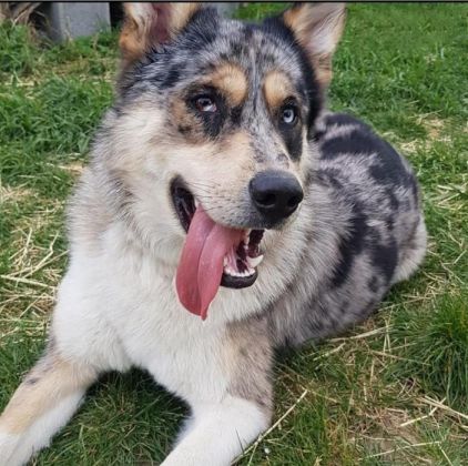 Photo de Zako, Berger australien crois� Husky