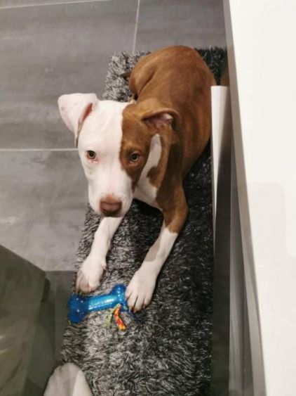 Photo de Clover, Staffordshire Bull Terrier crois� Dogue argentin