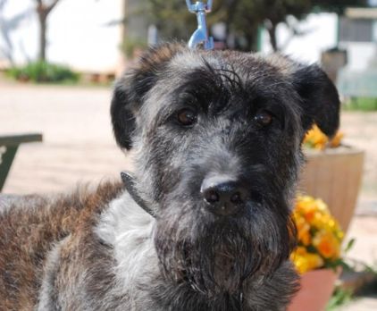 Photo de Kelly, Schnauzer crois�