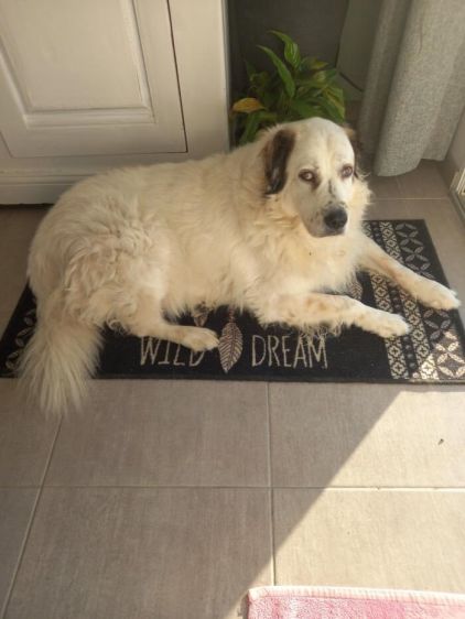 Photo de Perle, Setter anglais crois� Montagne des Pyr�n�es