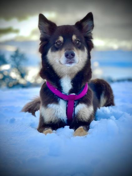 Photo de Shiva, Berger australien crois� Malamute de l'Alaska