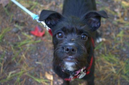 Photo d'Haribo, Schnauzer crois� Terrier de Boston