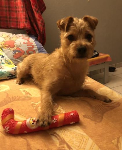 Photo de Spirou, Fox-terrier crois� Griffon fauve de bretagne