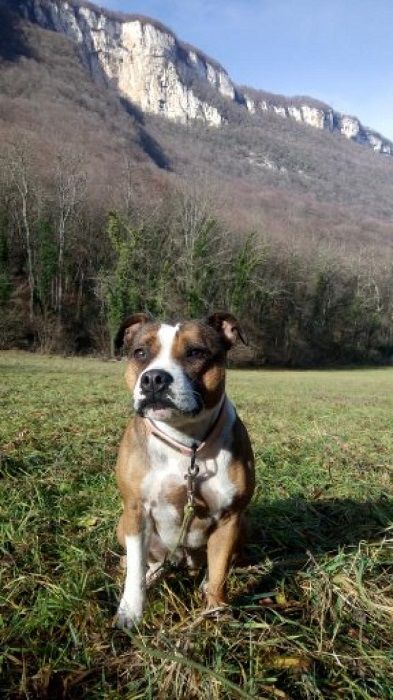 Photo de Ta�ka, Staffordshire Bull Terrier pure race