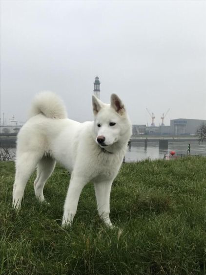 Photo de Duras, Akita crois� Samoy�de