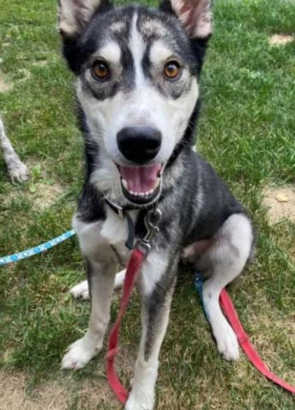 Photo de Snow, Husky crois�